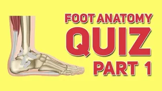Foot and Ankle Quiz Part 1 - Human Anatomy and Physiology
