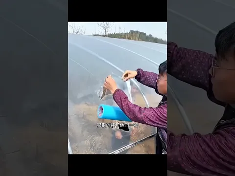 আমার বাগানের শাকসবজি গুলো চুরি করে নিয়ে পালিয়ে যায় আজকে ধরা পড়েছে #theft