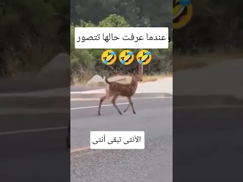 #السعودية #ليبيا #الجزائر #المغرب #السودان #مصر #لبنان #قطر #الأردن #العراق #البحرين #أنثى #سوريا