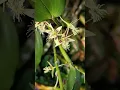 Download Lagu #bicaraanggrek #anggrek #orchid #flowers #nature  flickingeria angulata
