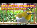 Lagu Suara Burung Pleci Betina Memanggil Jantan,Ampuh Bikin Jantan Emosi