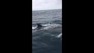 Whales getting way too close to Westsail 32, Mighty Sparrow