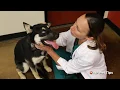 VIP Pet Tips - Basic Preventive Care for Puppies Kittens
