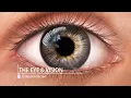 How Vision Works