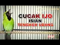 Download Lagu CUCAK IJO ISIAN TENGKEK UDANG COCOK UNTUK MENAIKAN EMOSI SAAT DI GANTANGAN
