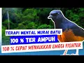 Pancingan mental Murai Batu  Super Dahsyat, Putar Sekali 100 % Lawan Auto Emosi Fighter