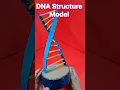 Download Lagu DNA STRUCTURE MODEL  I  The Structure of DNA  I  Science Projects Shorts  #scienceproject #shorts