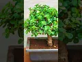 Download Lagu 🌱 Tips For Jade plant | जेड को घना करने का उपाय । How to get bushy Jade, Tips 🍃#viral #shorts #jade