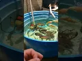 Download Lagu CRIAÇÃO DE PEIXE JUMBO EM CAIXA D'ÁGUA 1000L + 310. filtragem simples sem uv e ozônio
