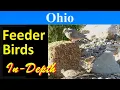 10 Most Common Feeder Birds of Ohio In-Depth