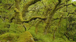 the temperate rainforests of southwest england a short documentary