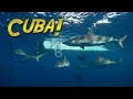 Download Lagu Duiken bij de ongerepte riffen van CUBA!