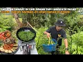 Lagu SELERA MAKAN NAMBAH 2X LIPAT MAKAN DI KEBUN PONDOK PETIK LANGSUNG SAYURAN DI SAWAH TUMIS SAYUR PAKIS