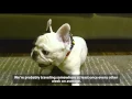 Manny the Frenchie s Owner Discusses his Favorite Airline