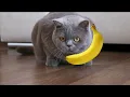 RAFFI - Bananaphone Challenge