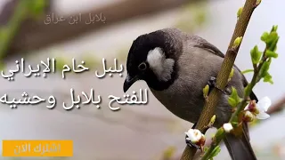 تغريد  خام الإيراني للفتح بلابل وحشيه دندنها