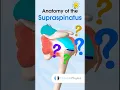 Supraspinatus Anatomy
