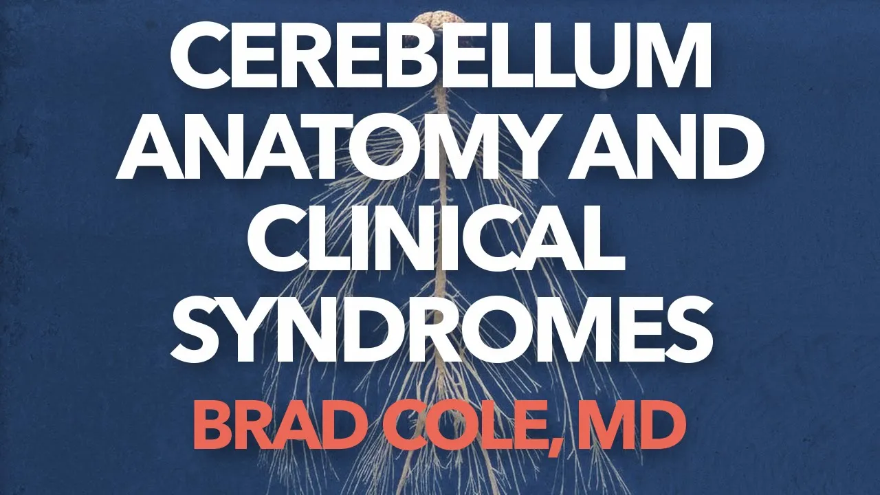 Cerebellum Anatomy and Clinical Syndromes