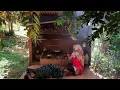 Download Lagu suasana di desa dayak, hidup tenang nyaman dan damai bersama ibu, mancing ikan, masak jantung pisang