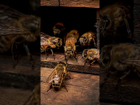 Las abejas borrachas son expulsadas por sus compañeras #animales #sorpresa
