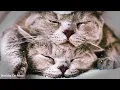 🎵Holistic Approaches to Tackling Kitten😺Separation Anxiety and Promoting Peaceful Sleep💖
