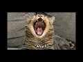 Penny the talking cat
