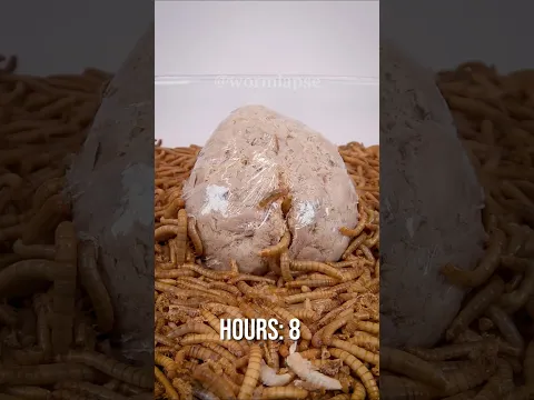 Mealworms Vs. Tuna in Plastic 😅
