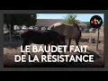 Download Lagu Fête de l’âne à Dampierre-sur-Boutonne