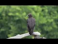 Birds In The Rain 🕊️ Healing Music For Stress Relief, Rain Sounds For Sleeping, Relaxing Music
