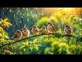 Download Lagu Birds In The Rain 🕊️ Healing Music For Stress Relief, Rain Sounds For Sleeping, Relaxing Music