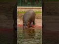 Download Lagu hippopotamus official video song