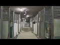 New York animal shelter to close its doors citing inhabitable conditions