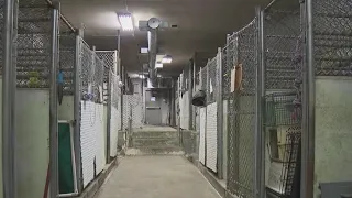 New York animal shelter to close its doors citing inhabitable conditions