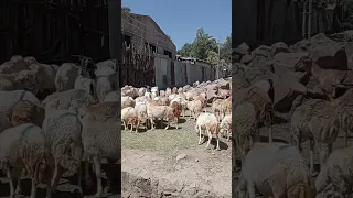 Hoolaa Horsiisaaf Oolu 