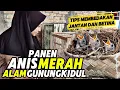 Lagu Panen ANIS MERAH lokal GUNUNGKIAUL‼️Cara membedakan JANTAN dan BETINA anakan ANIS MERAH...