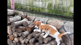 Jackrussell yavruları 2.5 aylık oldu