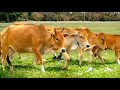 Download Lagu Suara sapi lembu berkeliaran di ladang memanggil kawan untuk pulang ke kandang - Bunyi sapi lucu🐮🐄
