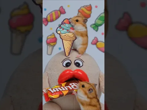 Hamster Eating Show ASMR #satisfyingasmr #hamster #asmrea #funny #asmr #cute