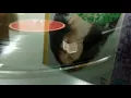 民國62年 歐陽菲菲《請你帶走你的愛》
