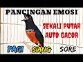 Download Lagu PANCINGAN MURAI BATU GACOR EMOSI‼️BIKIN MURAI BATU APAPUN LANGSUNG BUNYI DAN EMOSI