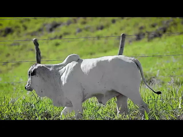 Matriz Nelore RDM - B405