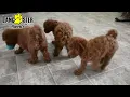 Lively Cavapoo Puppies