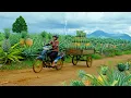Download Lagu Harvest A Truckload Of Pineapples To Sell At The Market – Day By Day Life In The Countryside.
