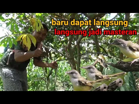 Download MP3 mikat burung ciblek di persawahan masih banyak[][]ciblek ganas dapat langsung gacor