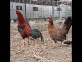 Asil rooster with a 20K Kelso hen