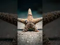 How I Glammed Up This Starfish for Shark Week