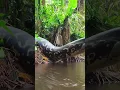 Download Lagu giant snake coming out of its den to hunt #snake #anaconda #snakevideo #amazonia