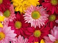 Daisy lyrics