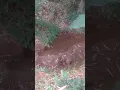 Download Lagu Mata air yang belum di mangfaatkan di kampung karang rampak/batu nunggul