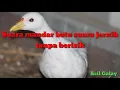 Suara mandar batu bersih tanpa berisik